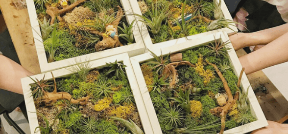 Air Plant Green Wall Workshop