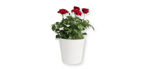 Red Rose Plant