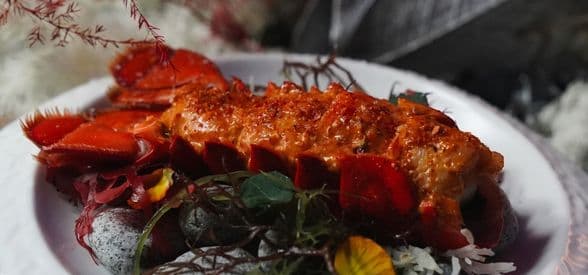 The Ume Journey for 2