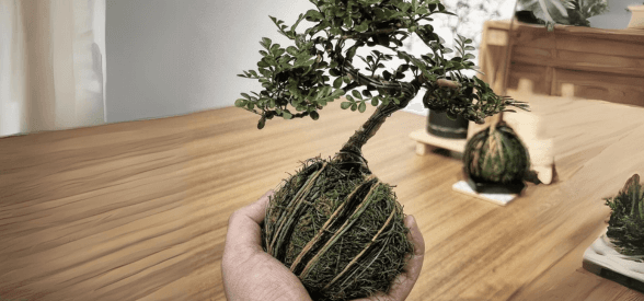 Kolordama Workshop (Premium Plant)