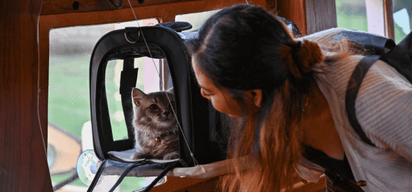 Meow-tastic V.I.C Package