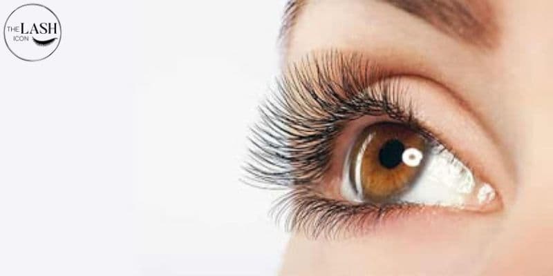 The Lash Icon Singapore Banner 3