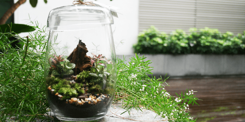 The Green Capsule Banner 2