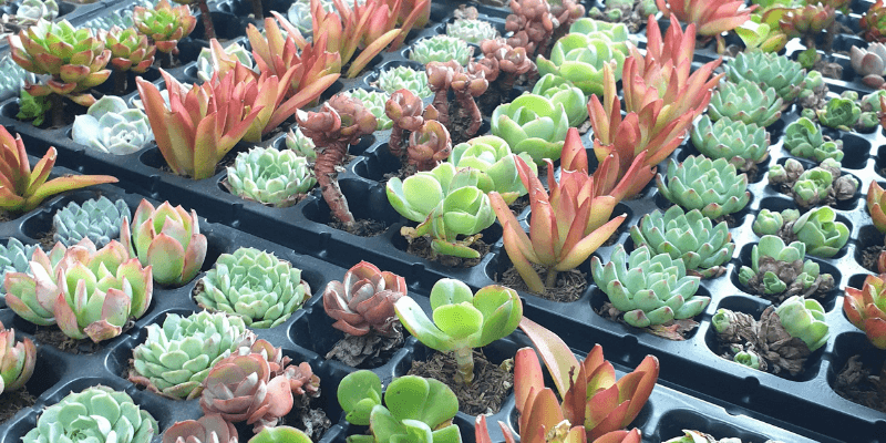 The Green Capsule Banner 3