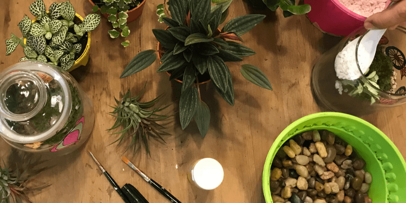 The Green Capsule Banner 1