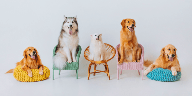 Momo Studio Singapore Banner 2