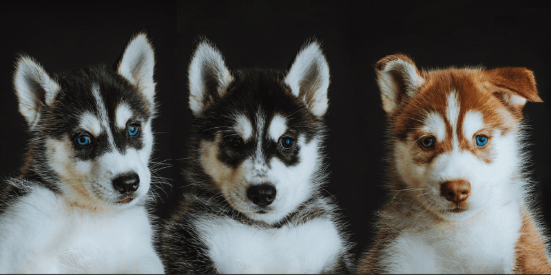 Momo Studio Singapore Banner 3