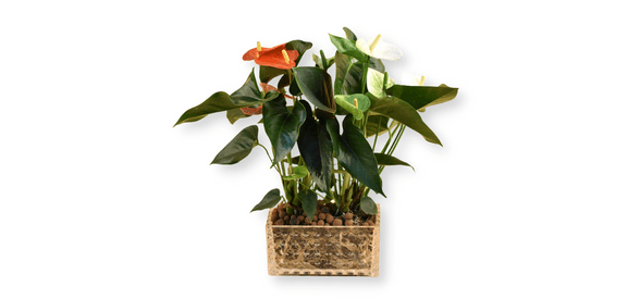 Red & White Anthurium Plant in Rectangular Vase