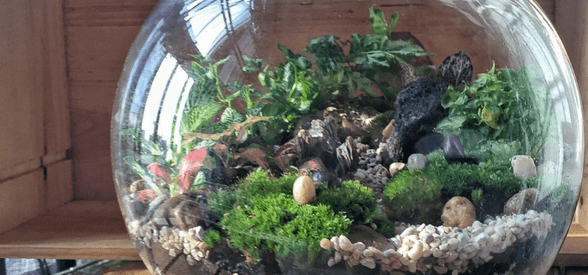 Open Foliage Terrarium Workshop
