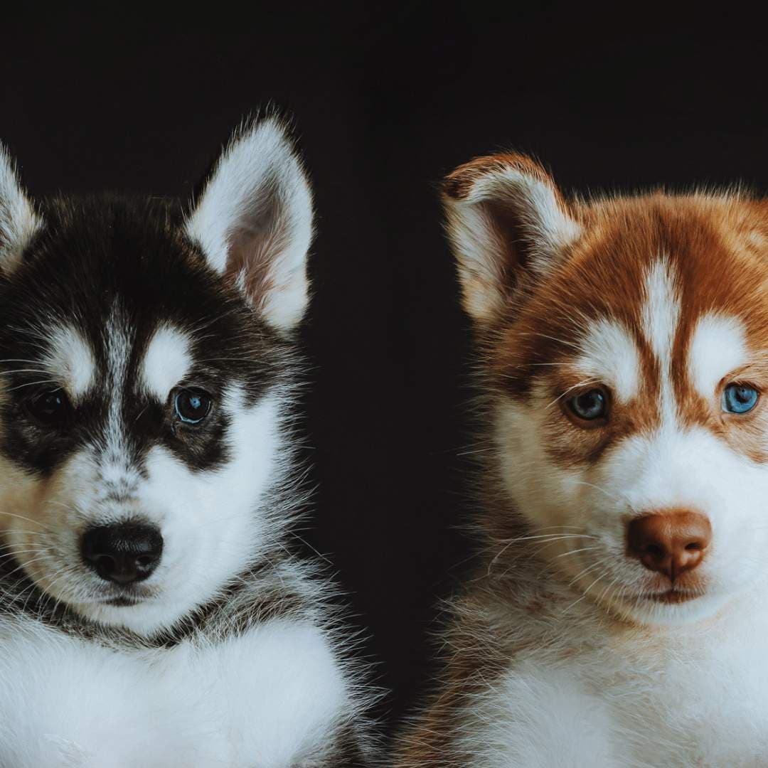 Momo Studio Gift Card