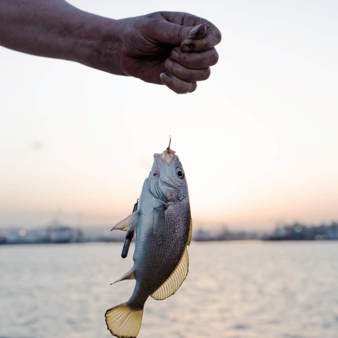 Novice Angler's Course