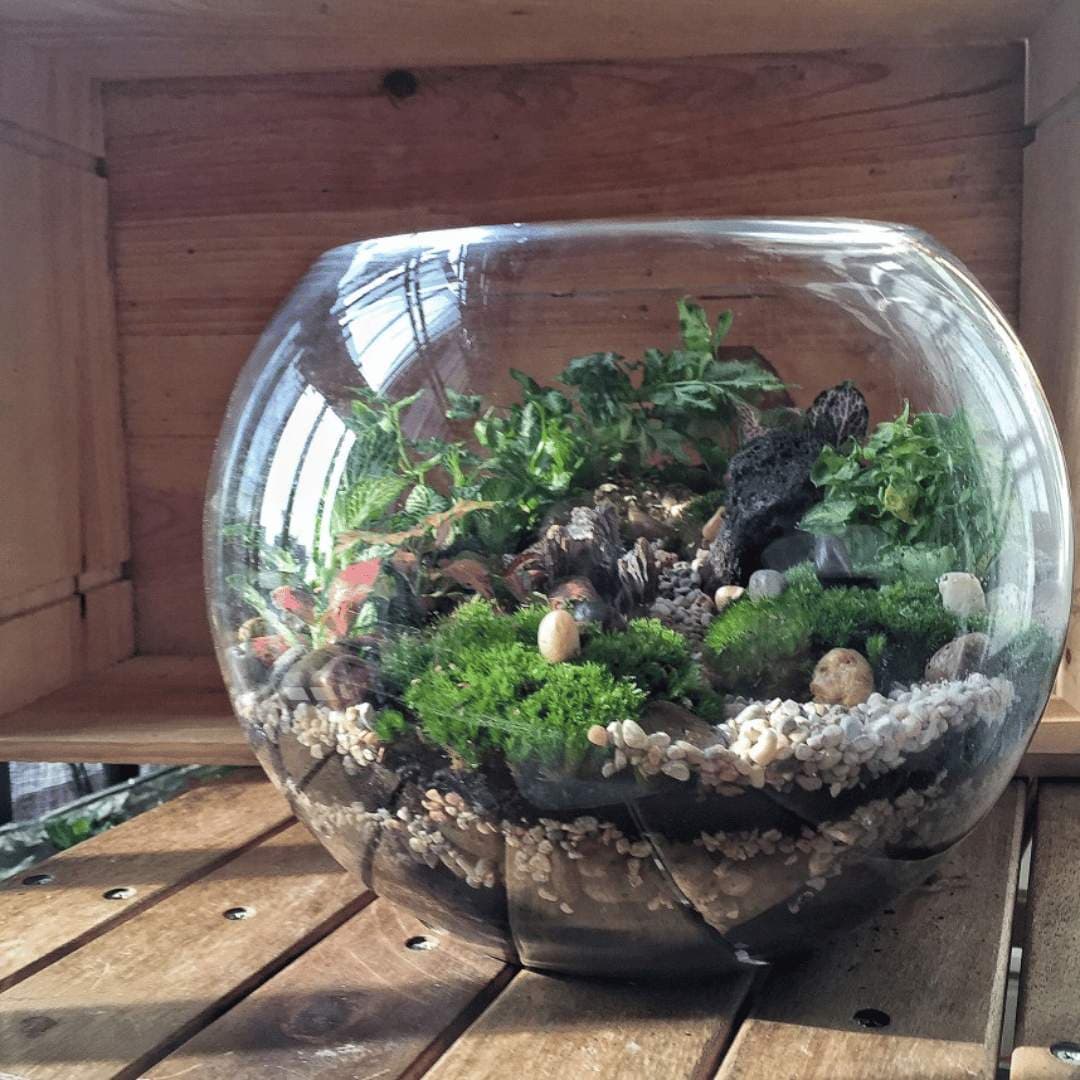 Open Terrarium Workshop