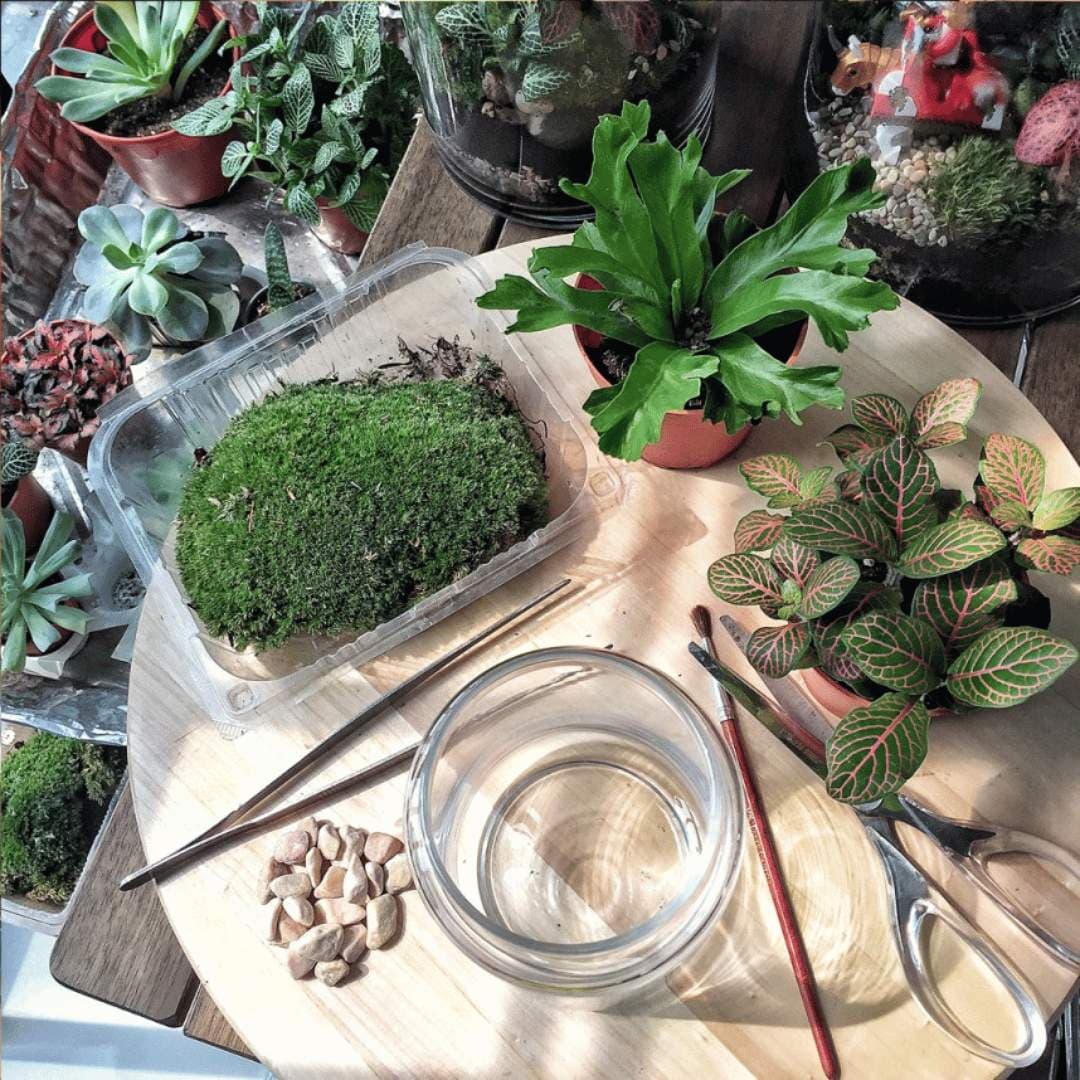 Open Terrarium Workshop