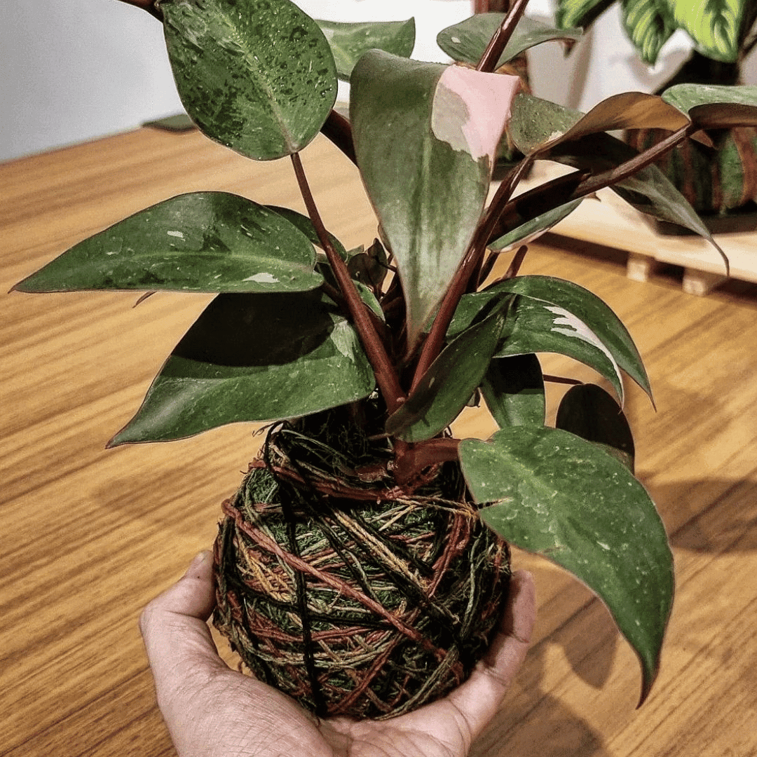 Kolordama Workshop (Regular Plant)